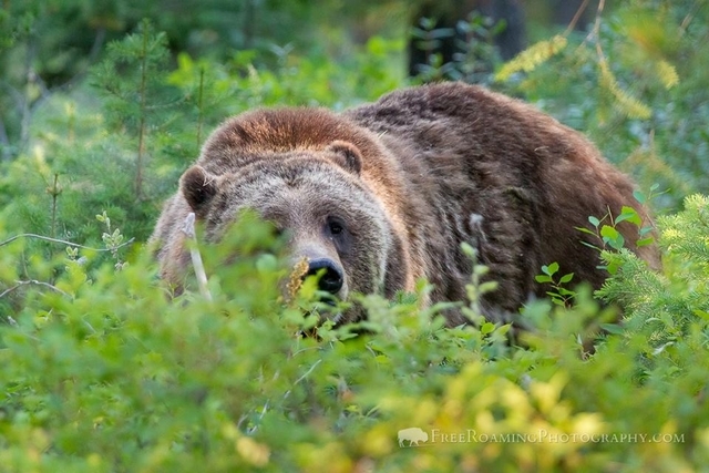 18 Mike Cavaroc - Niedźwiedź Grizzly