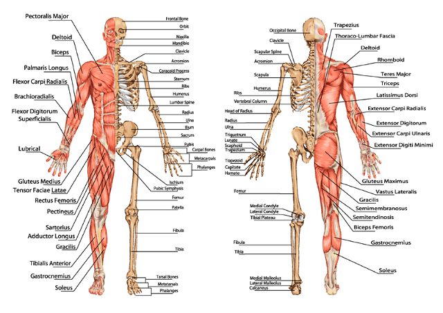 Anatomia człowieka