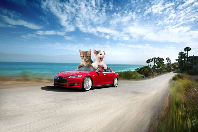 tesla-motors-kitten-cars