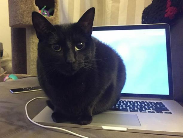 Kot na komputerze Mac