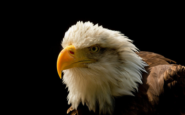 Grand Majestic Eagle Close Up