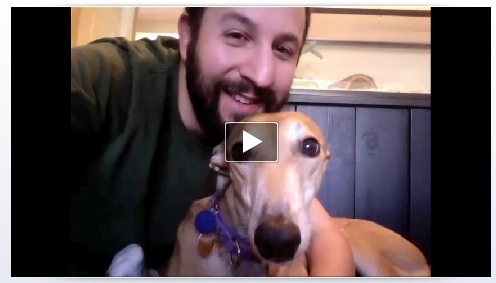 Facebook wprowadza rozmowy wideo za pomocą Skype [Wiadomości] Pies czat wideo