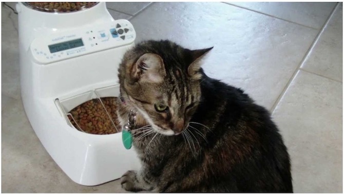 Wireless Whiskers AutoDiet Feeder